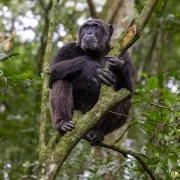 Chimpanzee Tracking in Kyambura Gorge