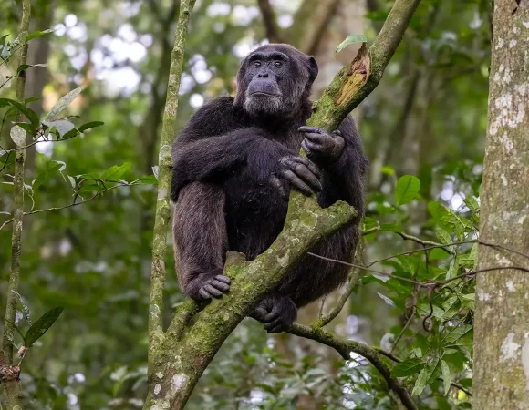Chimpanzee Tracking in Kyambura Gorge