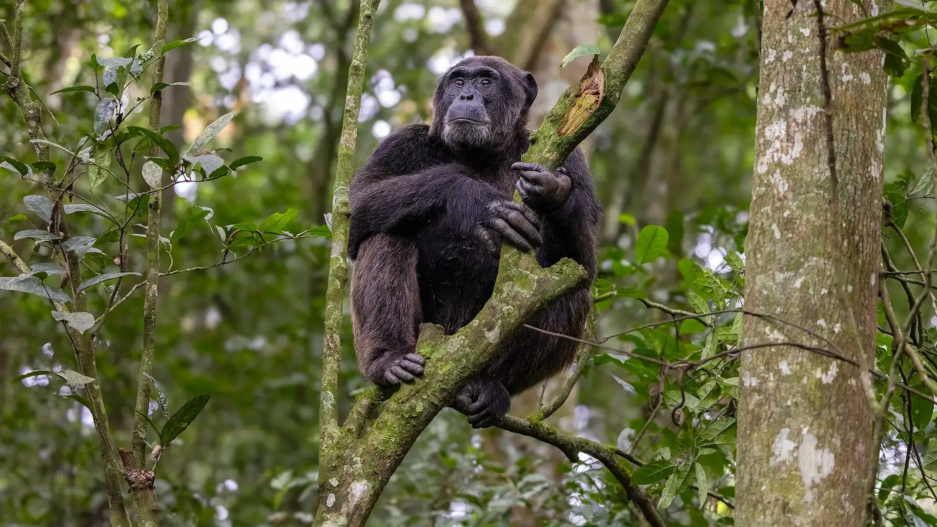 Chimpanzee Tracking in Kyambura Gorge