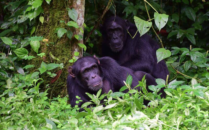 Chimpanzees in Budongo Forest
