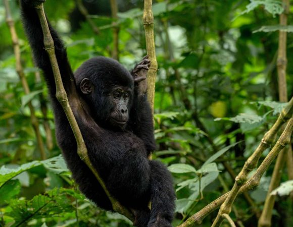 Cost of Gorilla Trekking in Uganda
