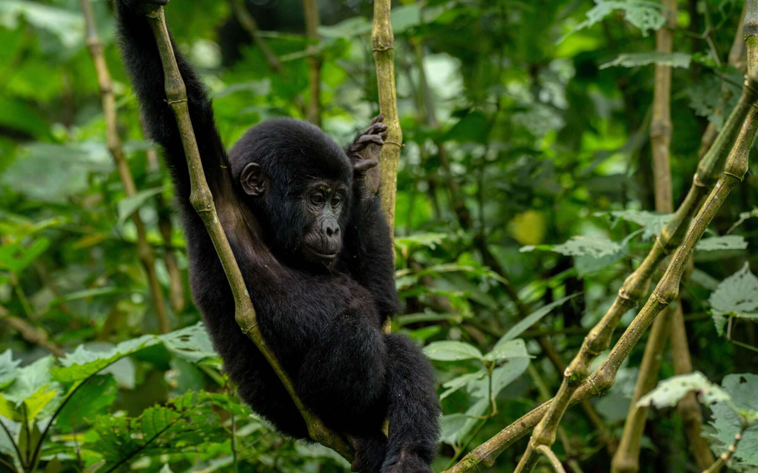 Cost of Gorilla Trekking in Uganda