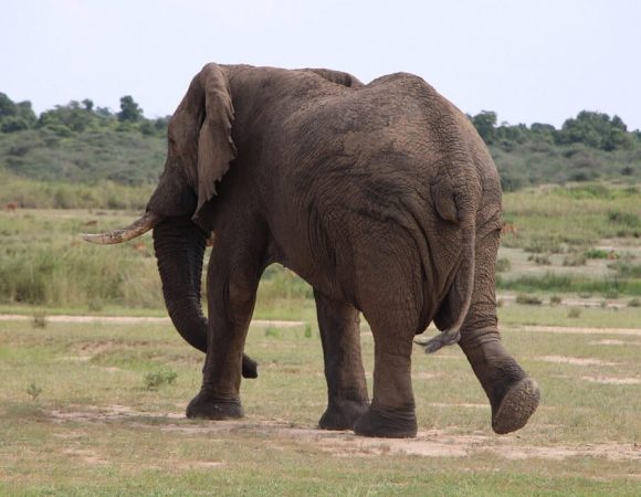 11 Adventure Activities in Murchison Falls National Park