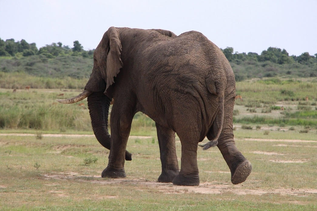 11 Adventure Activities in Murchison Falls National Park