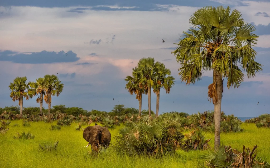 11 Adventure Activities in Murchison Falls National Park Uganda