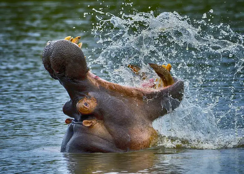 11 Adventure Activities in Murchison Falls National Park Uganda