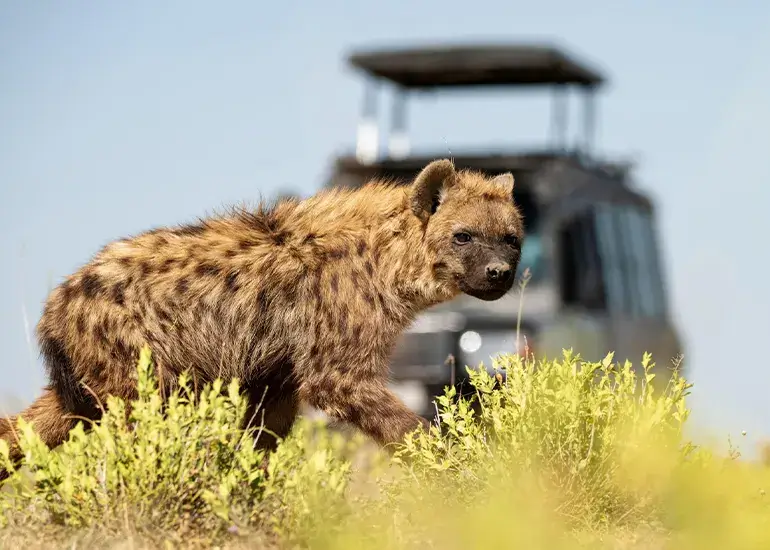 Big Five Tanzania Safaris | Ultimate Guide with Packages (2026/27)