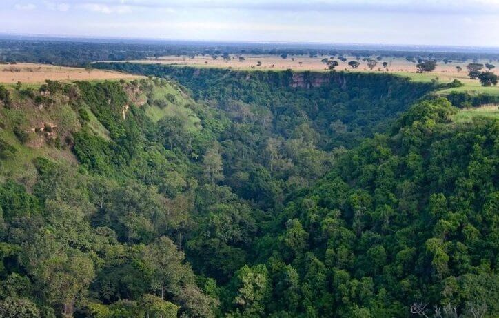 Chimpanzee Tracking in Kyambura Gorge, Queen Elizabeth National Park