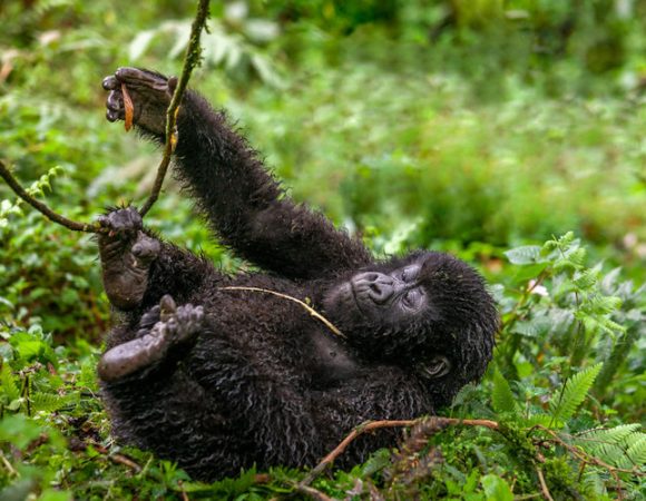 Rwanda Gorilla Safaris from New York