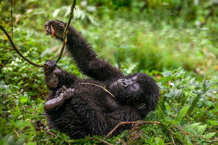 Rwanda Gorilla Safaris from New York