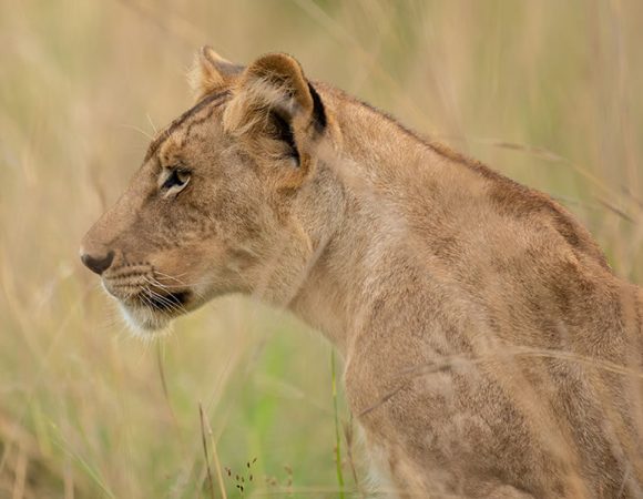 Big Five Safaris in Rwanda