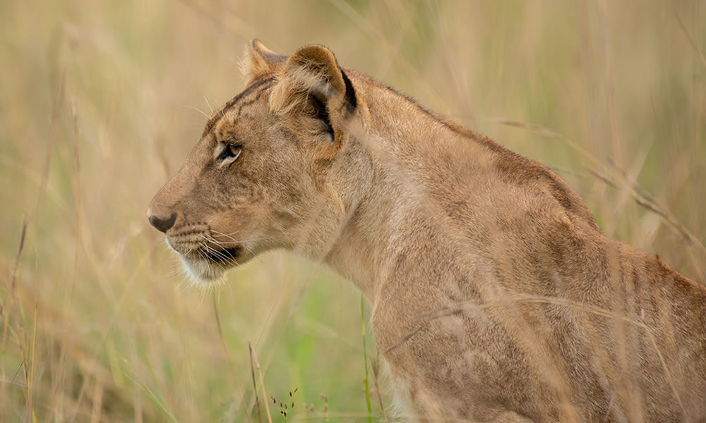 Big Five Safaris in Rwanda