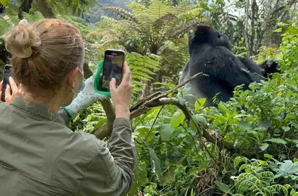 Uganda Gorilla Trekking from Chicago