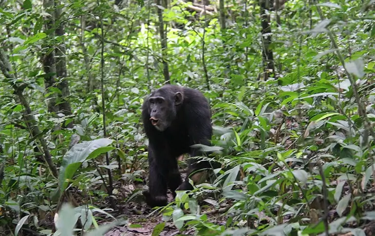Chimpanzee Sectors in Kibale National Park