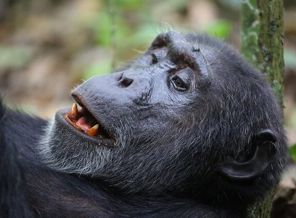 Chimpanzee Sectors in Kibale National Park