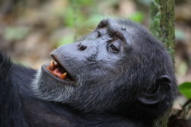 Chimpanzee Sectors in Kibale National Park