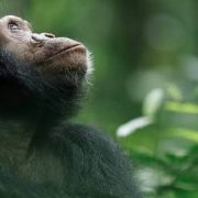 Chimpanzee Trekking in Uganda
