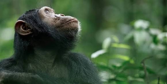 Best Places for Chimpanzee Trekking Safaris in Uganda