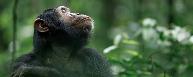 Best Places for Chimpanzee Trekking Safaris in Uganda
