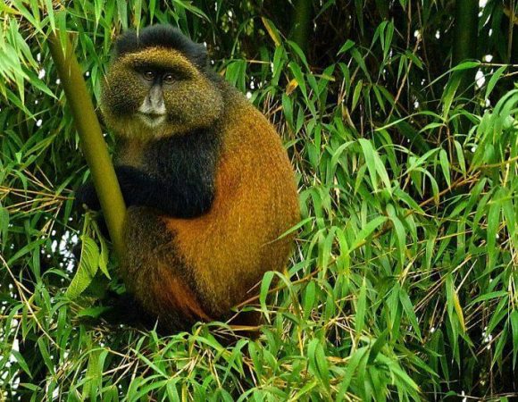 Golden Monkey Habituation