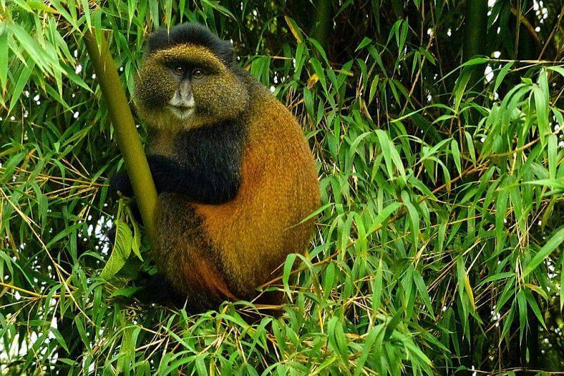 Golden Monkey Habituation