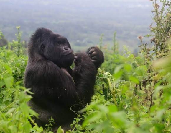 Gorilla Tours from France to Uganda