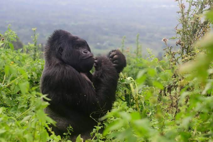 Gorilla Tours from France to Uganda
