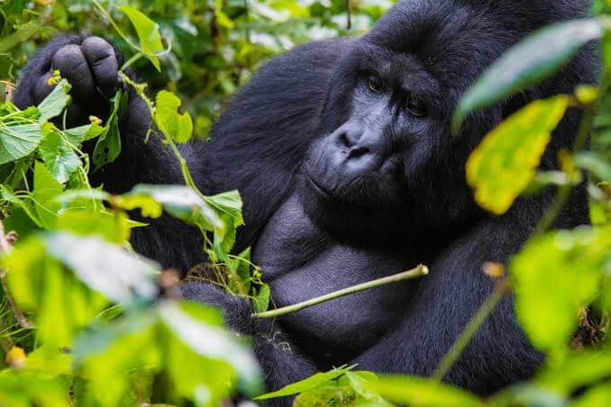 Gorilla Tours from France to Uganda -Premium Africa Safaris