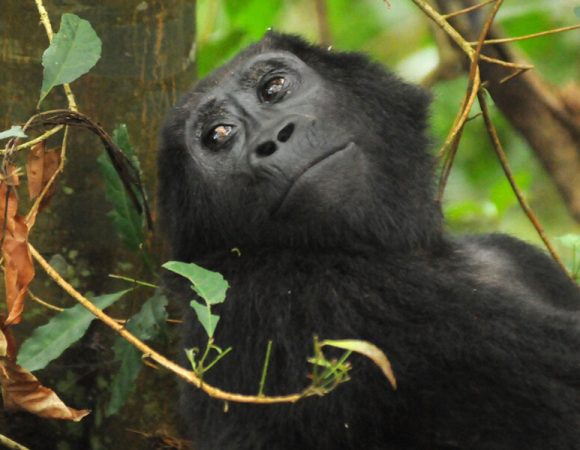 Gorilla Trekking in Uganda from Italy