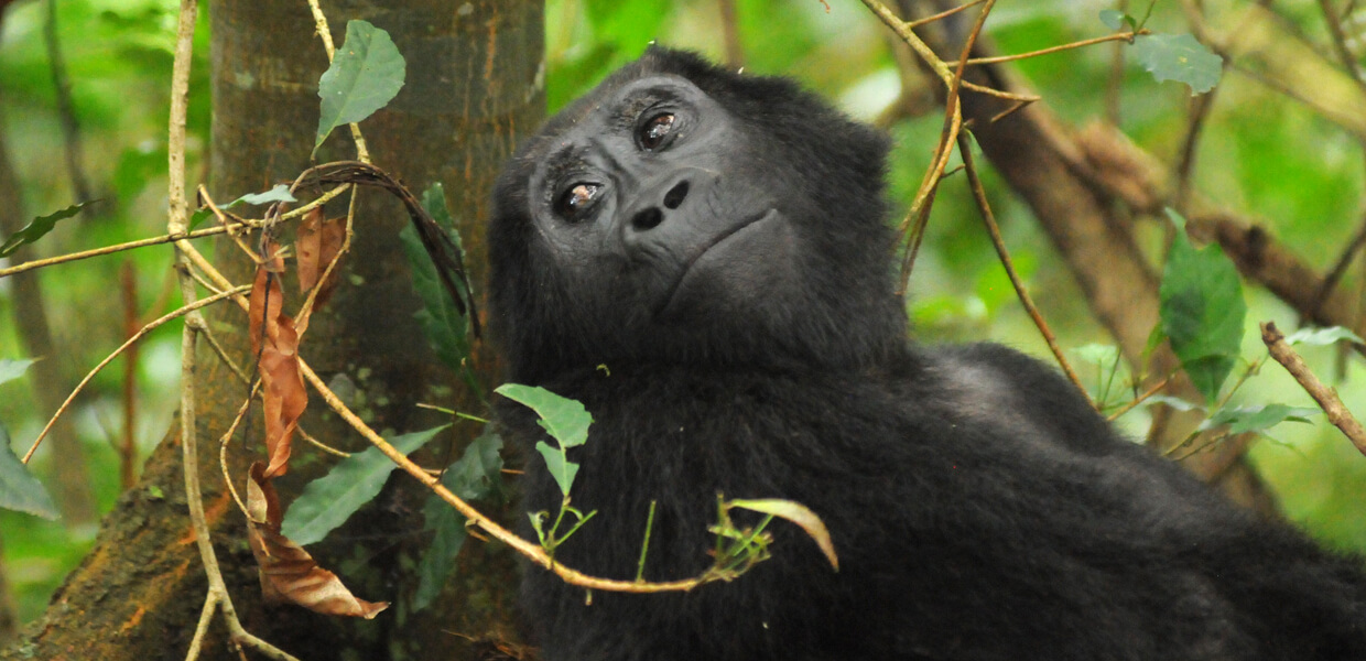 Gorilla Trekking in Uganda from Italy