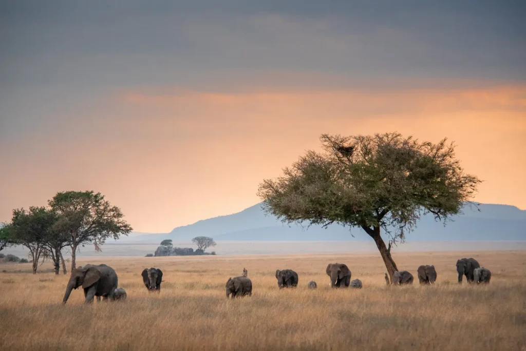 Kenya Safaris and Tours from the United Kingdom