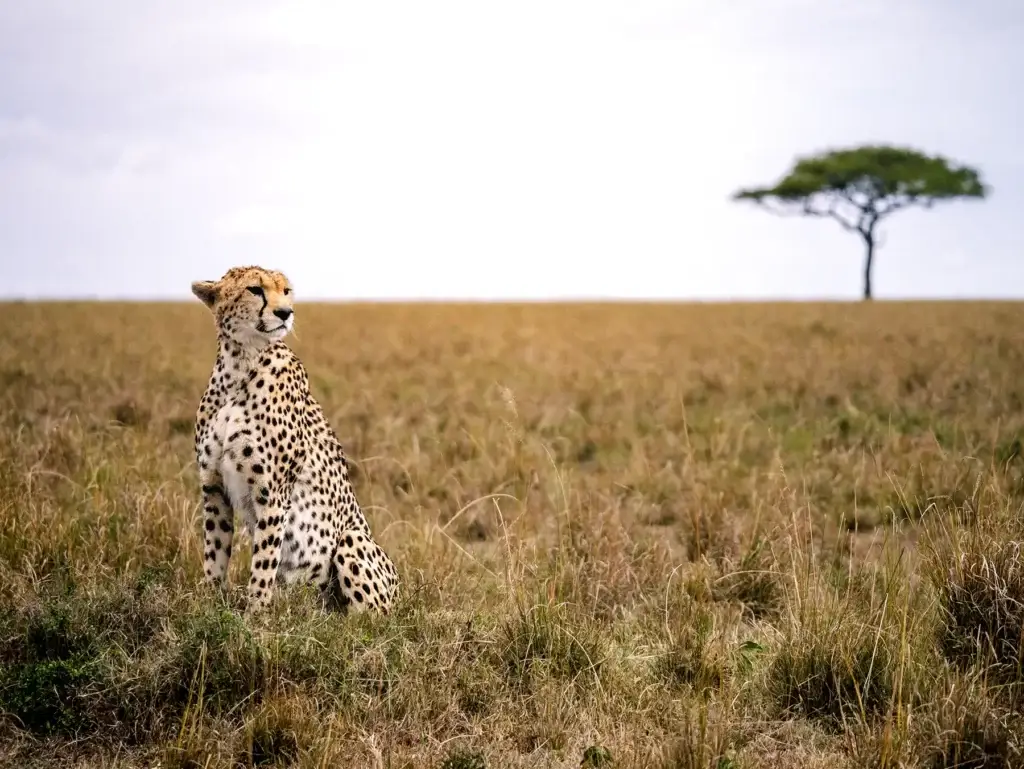 Kenya Safaris from the United Kingdom