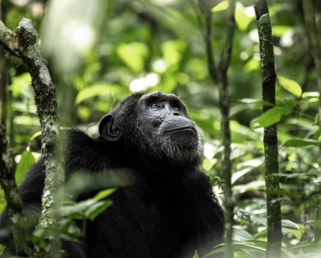 Chimpanzee Trekking Safaris in Uganda 