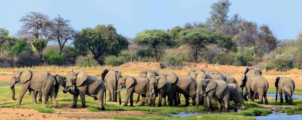 Premium Africa Safaris in Ruaha National Park