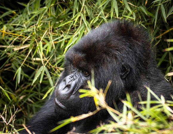 Rwanda Safaris from Italy