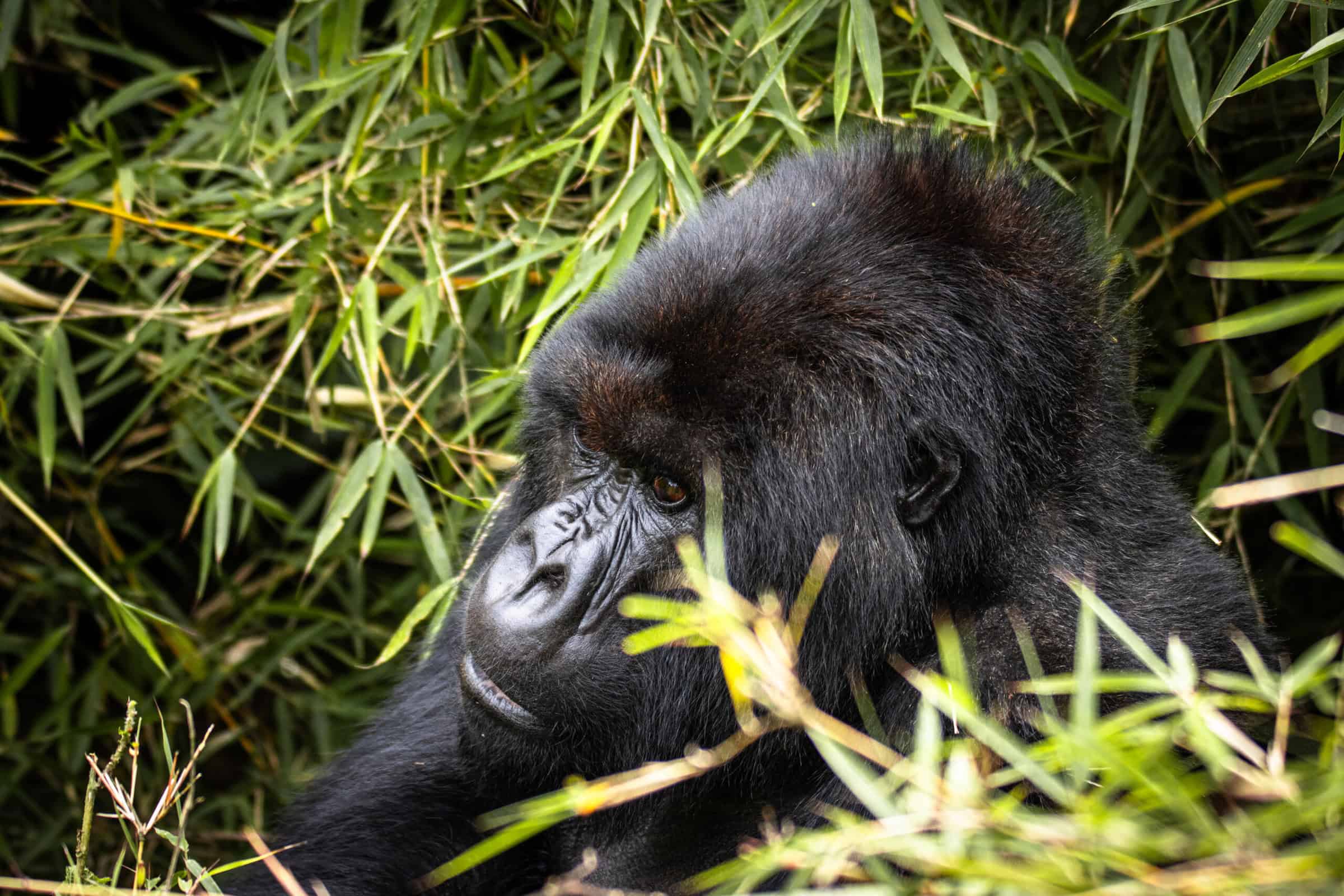 Rwanda Safaris from Italy
