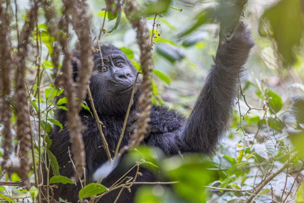 Tanzania Safaris & Uganda Gorilla Trekking Tours