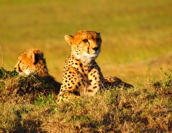 Tanzania Safaris & Uganda Gorilla Trekking Tours