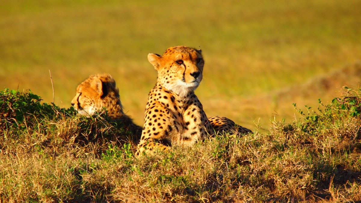 Tanzania Safaris & Uganda Gorilla Trekking Tours