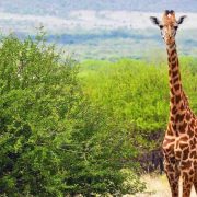 Wildlife Safaris in Uganda