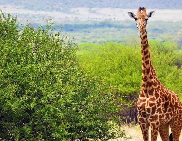Best Places to Visit for Wildlife Safaris in Uganda