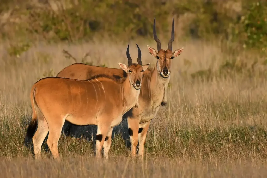 Uganda Wildlife Safaris and Tours 