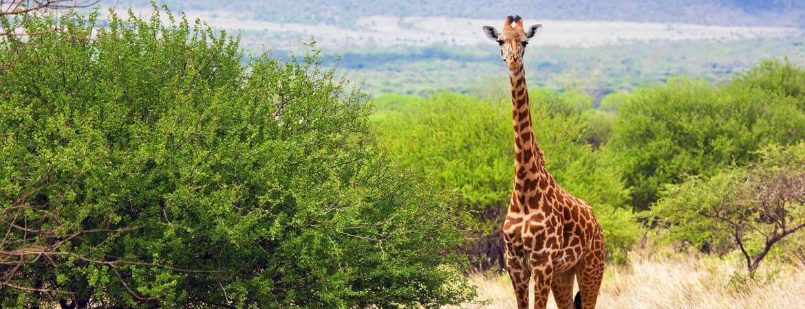Best Places to Visit for Wildlife Safaris in Uganda