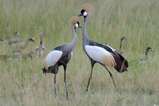 15 Days Uganda Birding & Primate Safari –Chimpanzee, Gorilla Trek