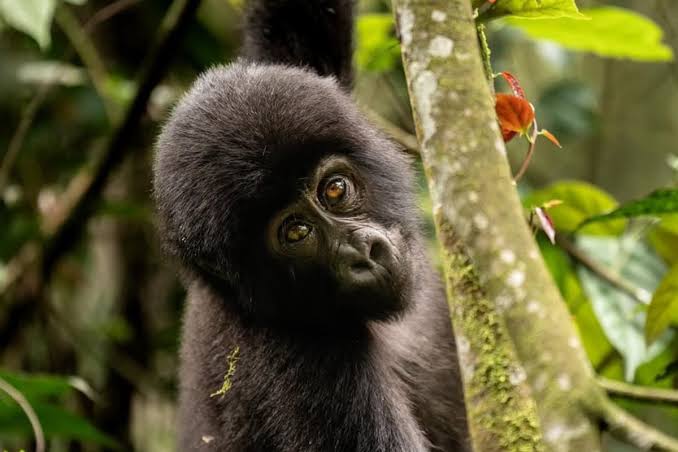 15 Days Uganda Birding & Primate Safari –Chimpanzee, Gorilla Trekking