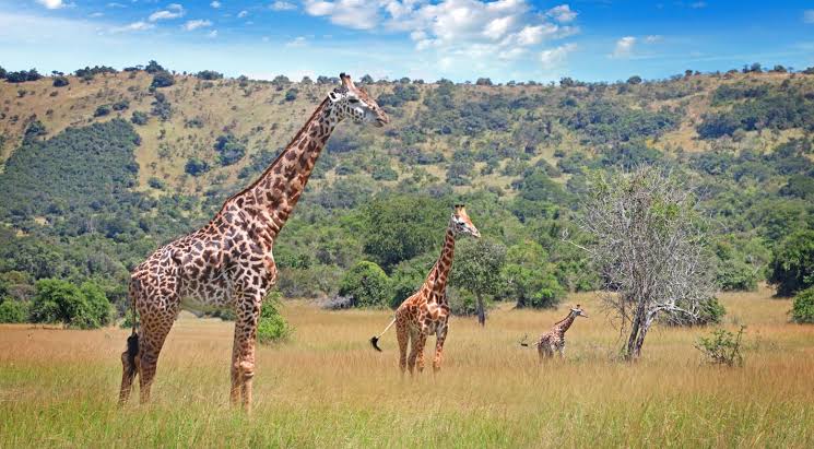 Best Walking Safaris in Akagera National Park