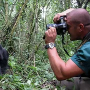 Best Gorilla Photography Safaris in Uganda and Rwanda
