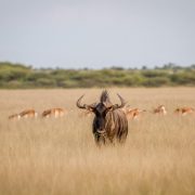 Kenya Uganda Safari