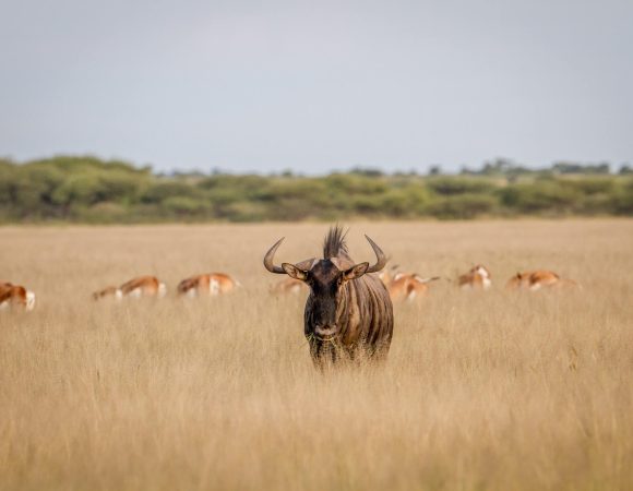 Kenya Uganda Safari