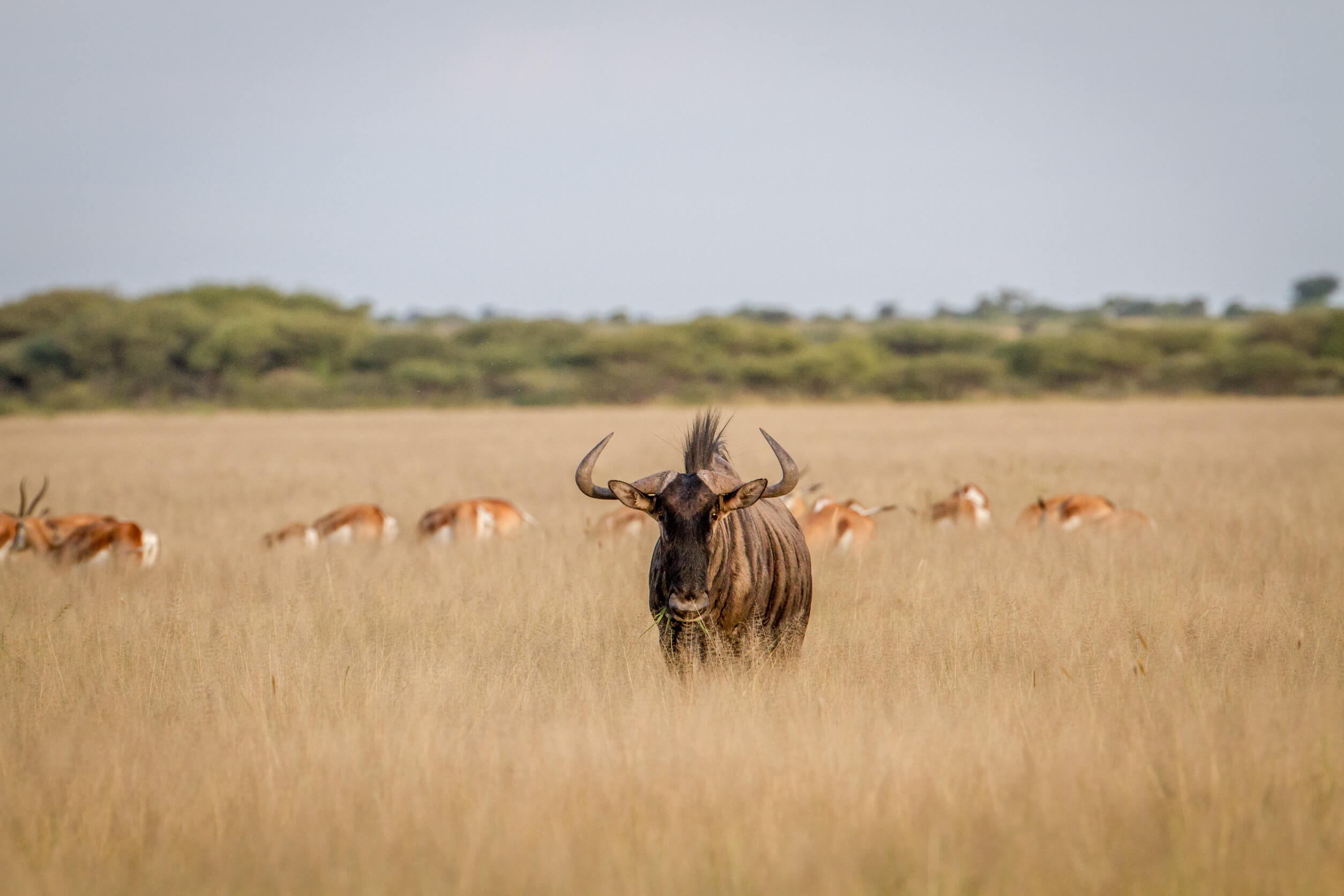 Kenya Uganda Safari